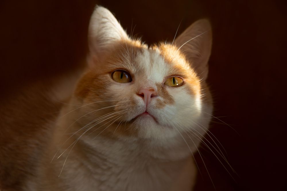 Мои котики