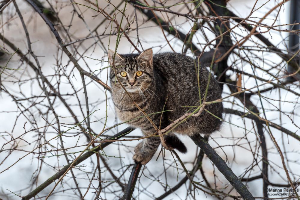 Мартовский, не чеширский кот...