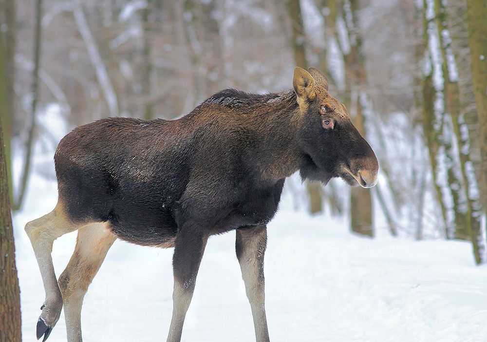 Лосик
