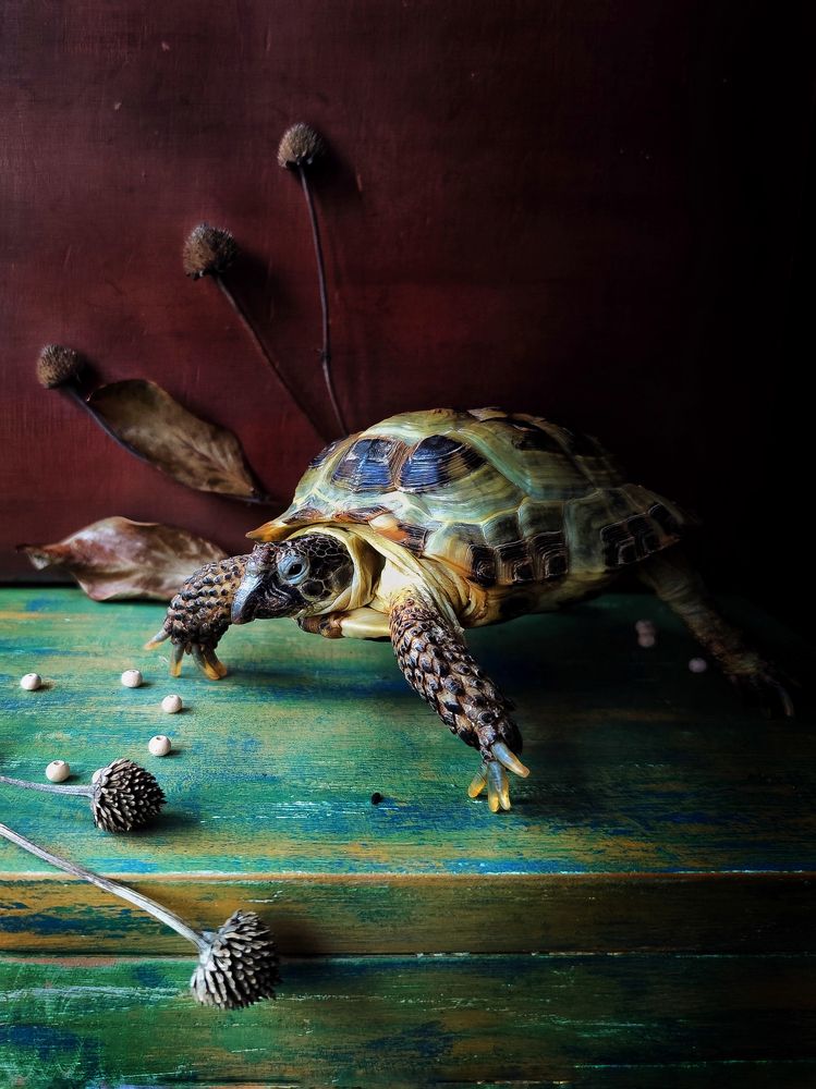 Beloved turtle