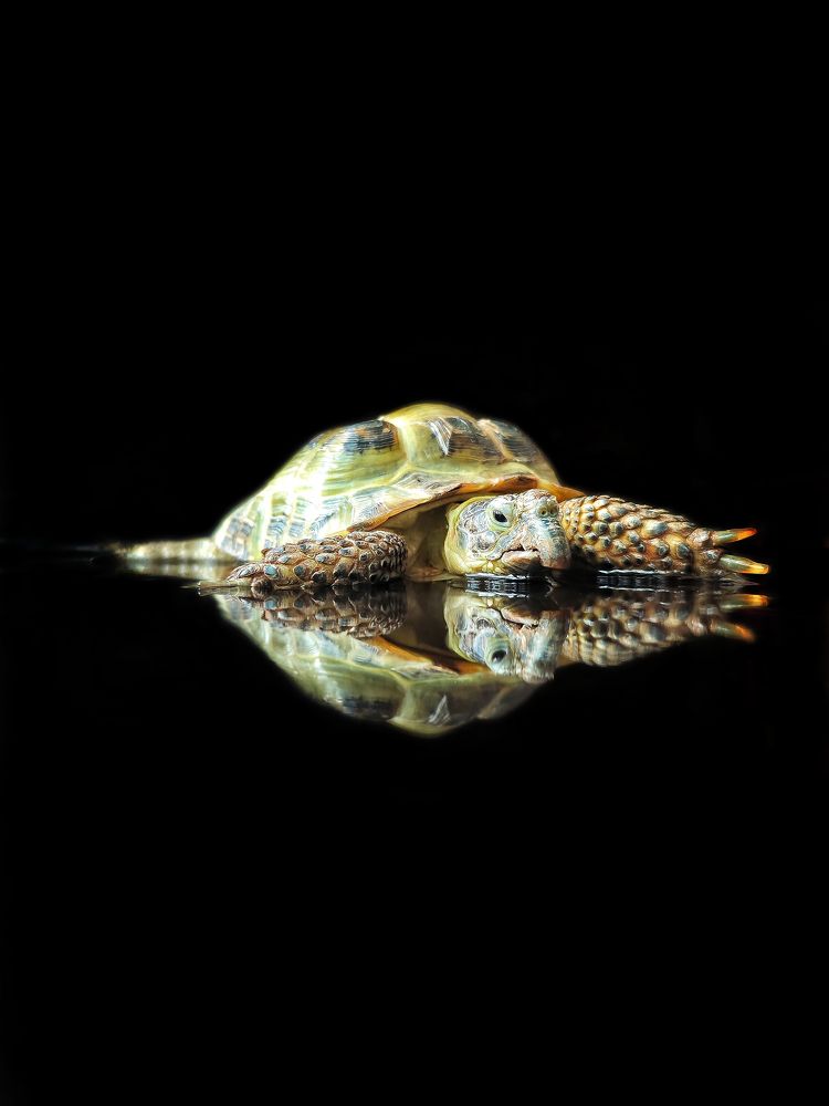 Beloved turtle