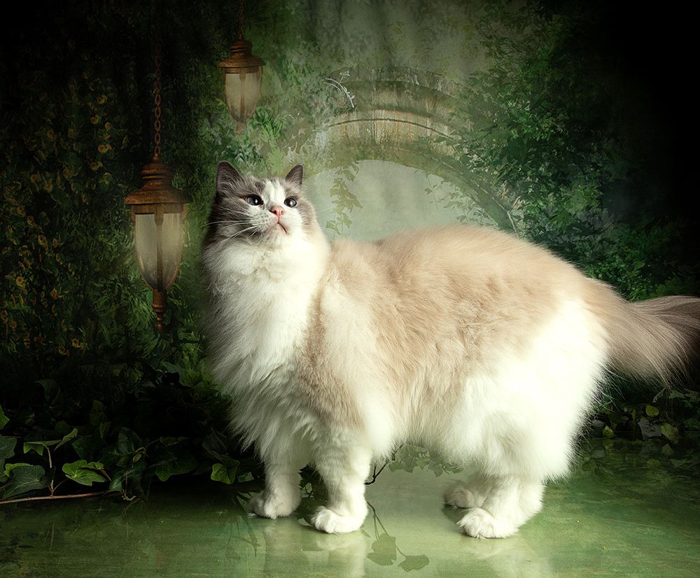Cats Spring Time.Поздравляем Всех Женщин С Праздником 8 Марта!