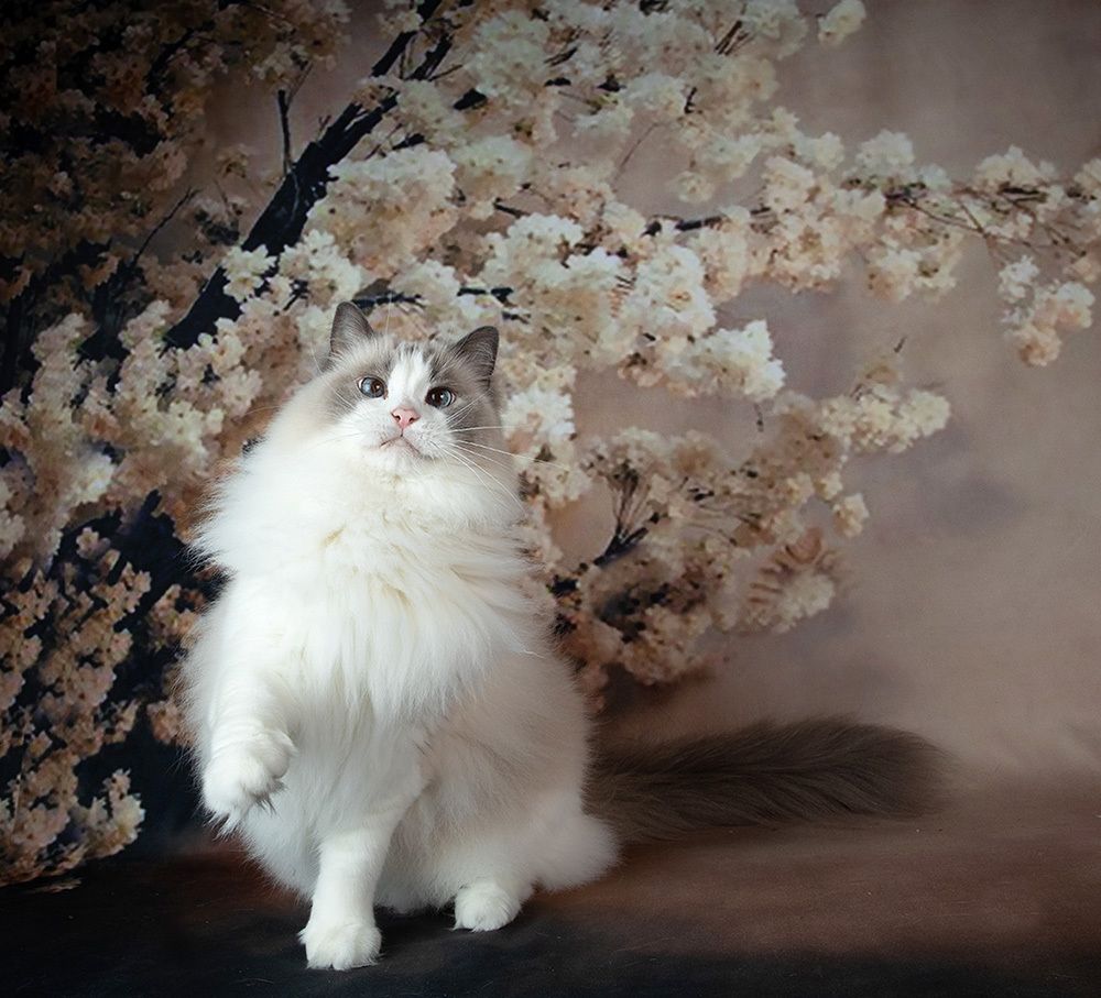 Cats Spring Time.Поздравляем Всех Женщин С Праздником 8 Марта!
