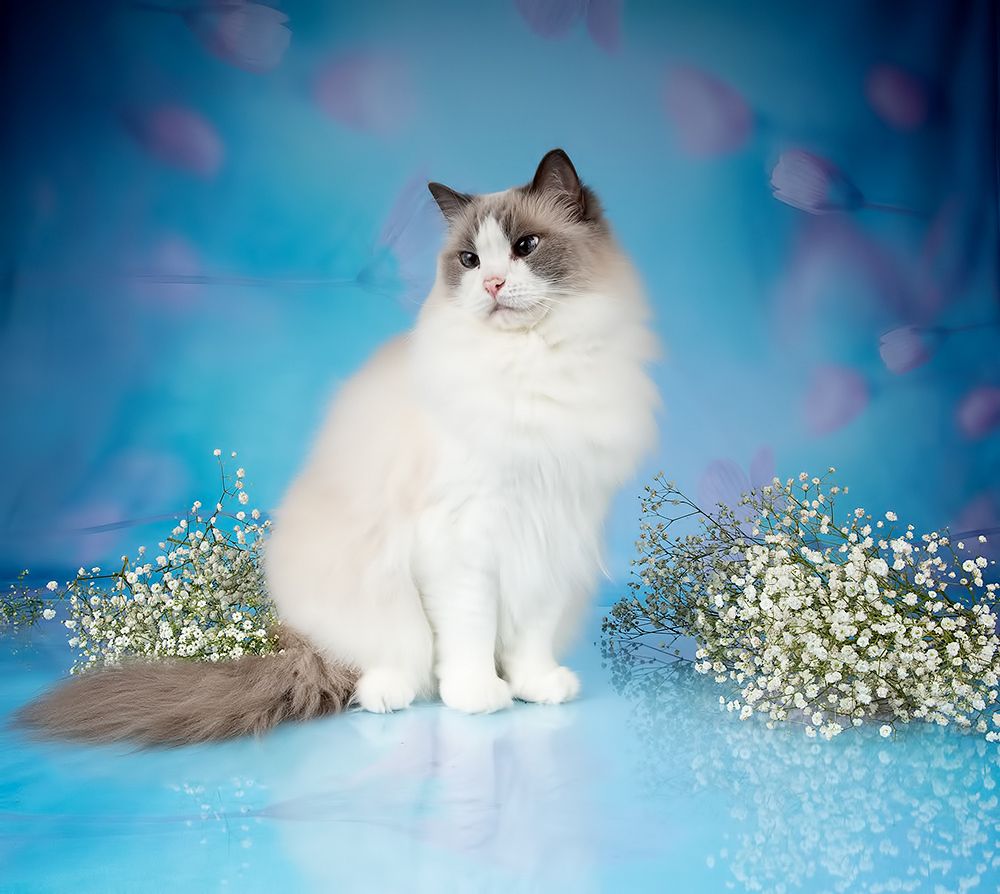 Cats Spring Time.Поздравляем Всех Женщин С Праздником 8 Марта!