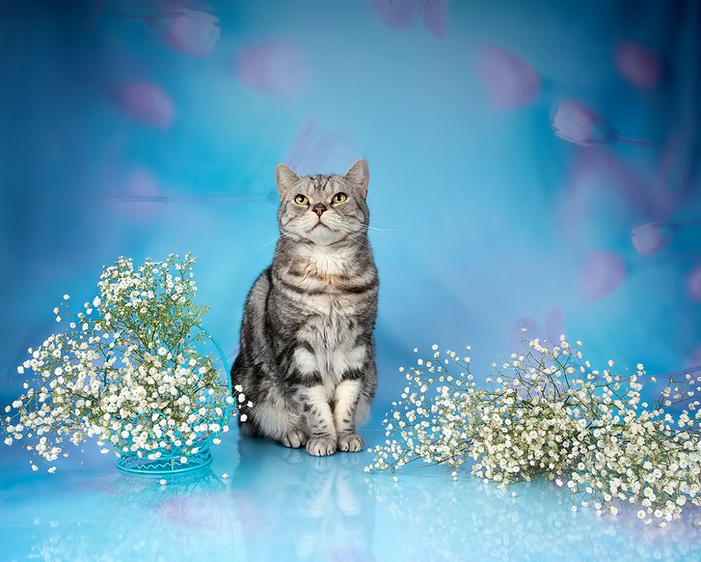 Cats Spring Time.Поздравляем Всех Женщин С Праздником 8 Марта!