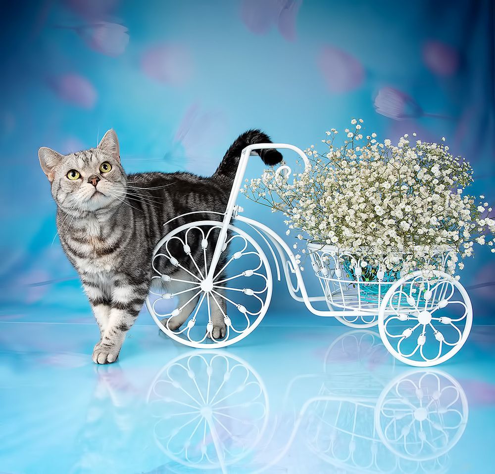 Cats Spring Time.Поздравляем Всех Женщин С Праздником 8 Марта!