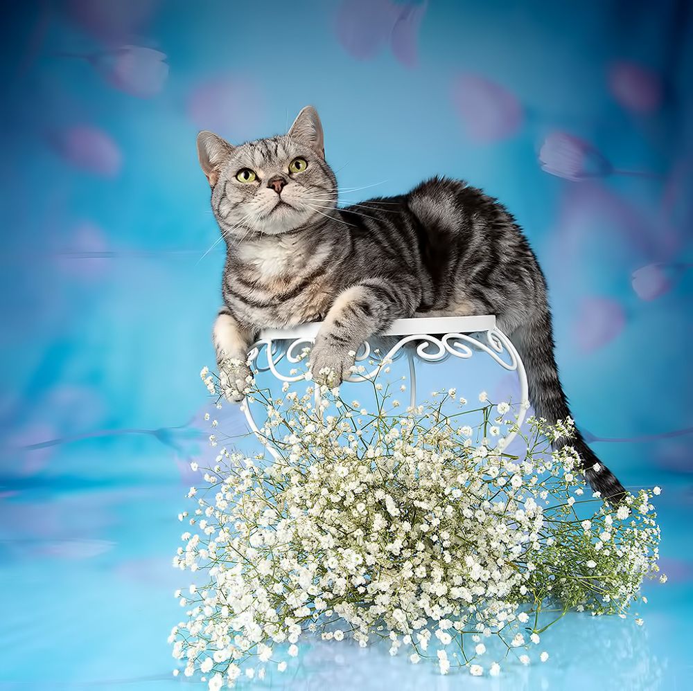 Cats Spring Time.Поздравляем Всех Женщин С Праздником 8 Марта!