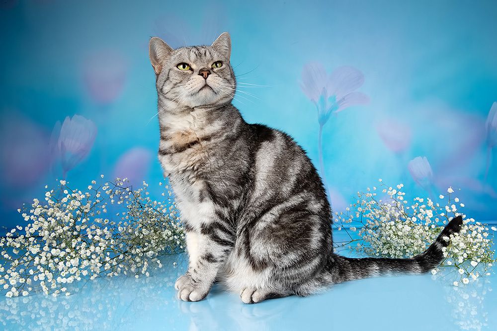 Cats Spring Time.Поздравляем Всех Женщин С Праздником 8 Марта!