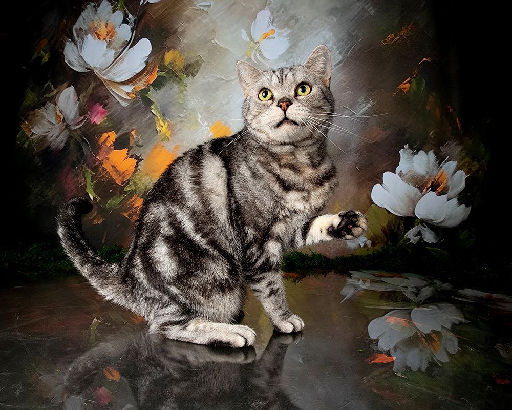 Cats Spring Time.Поздравляем Всех Женщин С Праздником 8 Марта!