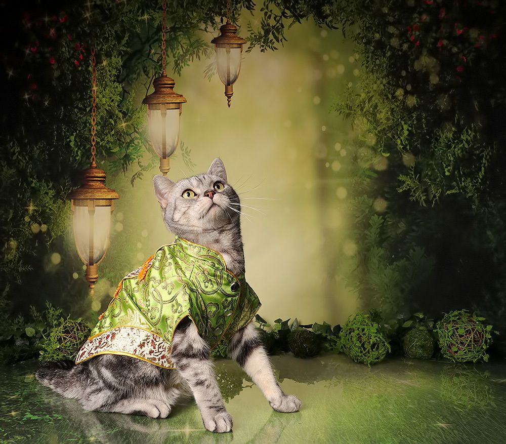 Cats Spring Time.Поздравляем Всех Женщин С Праздником 8 Марта!