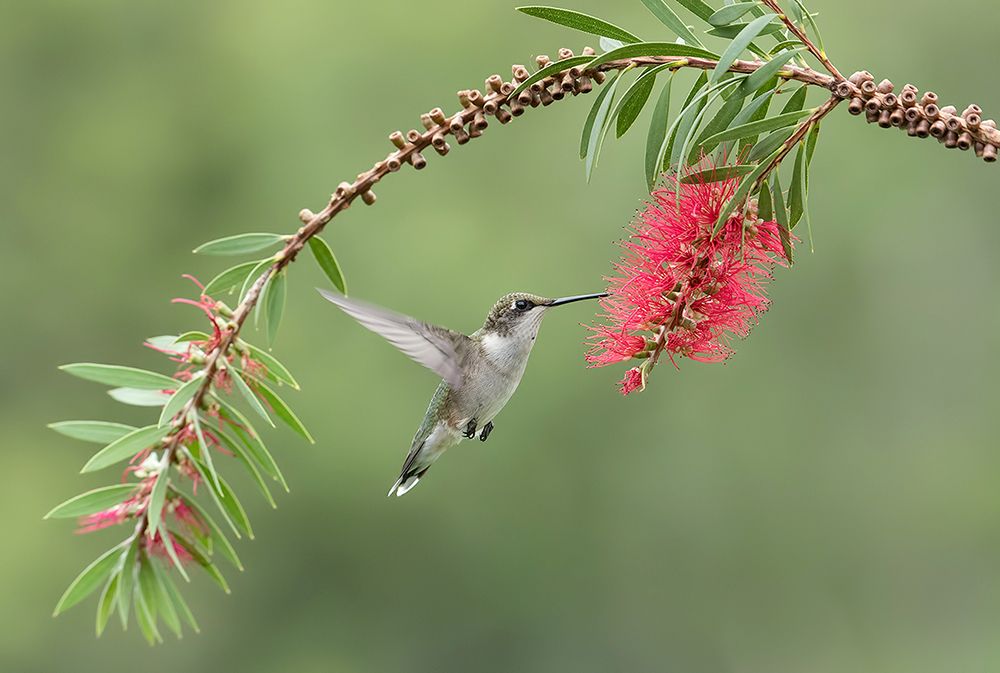Female, Ruby-throated Hummingbird Рубиновогорлый колибри. самка