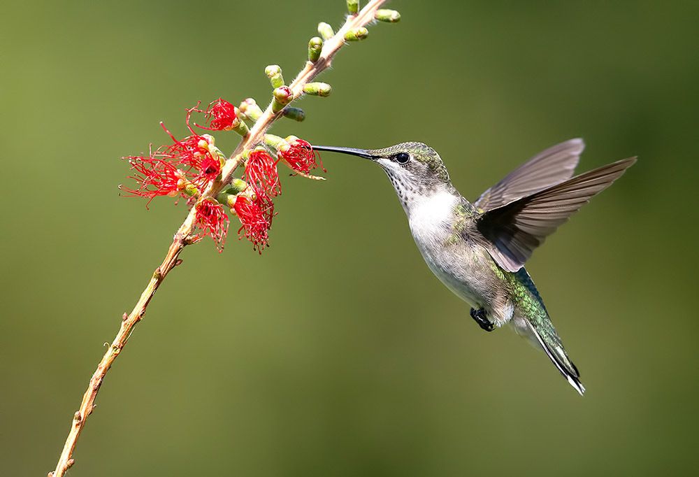 Female, Ruby-throated Hummingbird Рубиновогорлый колибри. самка