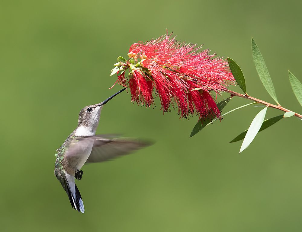 Female, Ruby-throated Hummingbird Рубиновогорлый колибри. самка