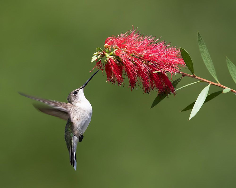 Female, Ruby-throated Hummingbird Рубиновогорлый колибри. самка