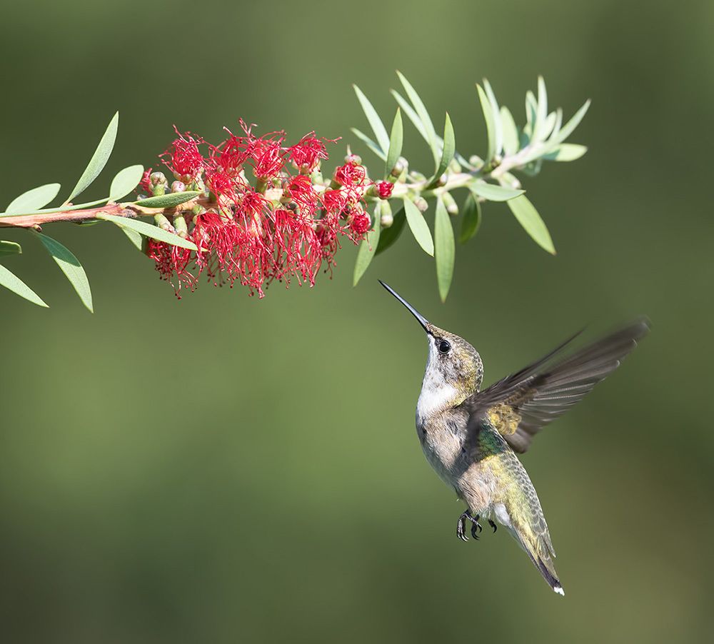 Female, Ruby-throated Hummingbird Рубиновогорлый колибри. самка