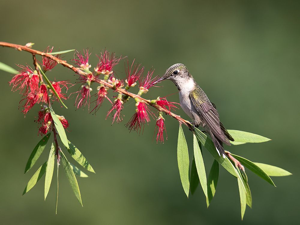 Female, Ruby-throated Hummingbird Рубиновогорлый колибри. самка