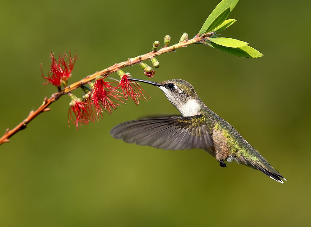 Female, Ruby-throated Hummingbird Рубиновогорлый колибри. самка