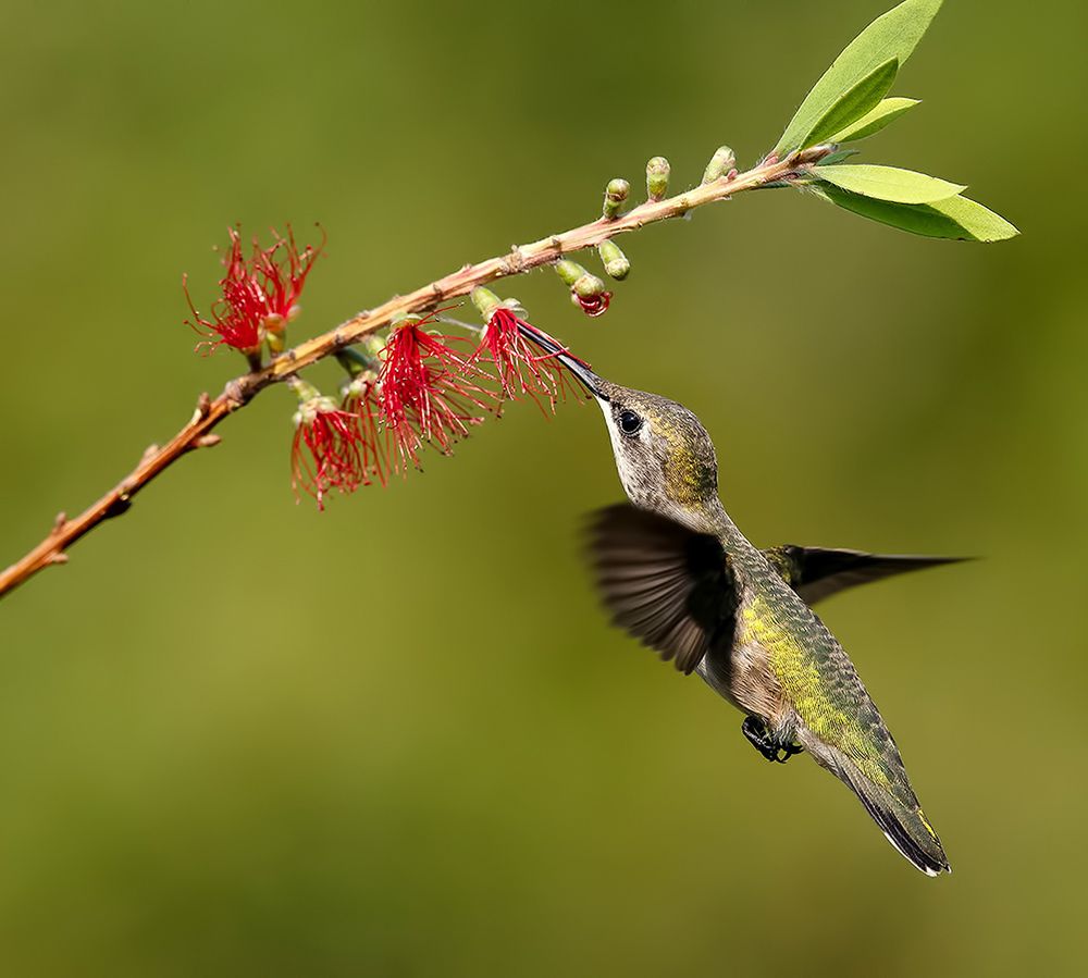 Female, Ruby-throated Hummingbird Рубиновогорлый колибри. самка