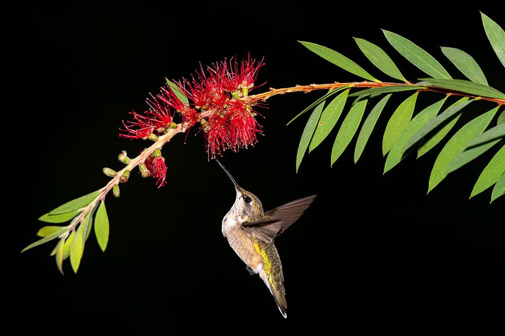 Female, Ruby-throated Hummingbird Рубиновогорлый колибри. самка
