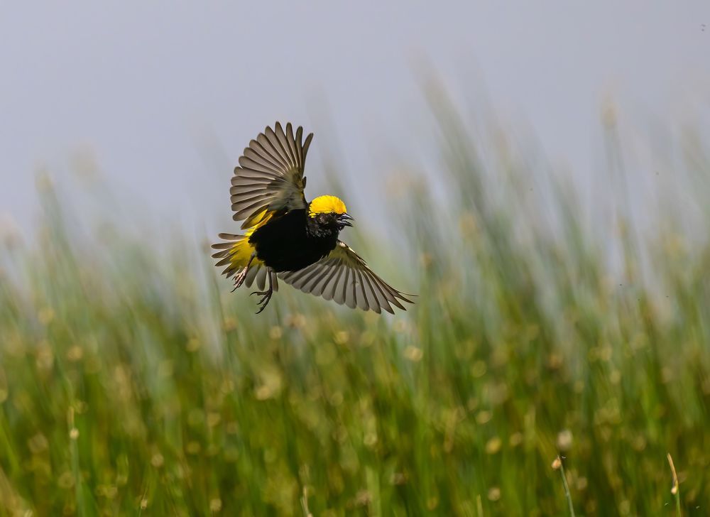 The Flight of the Bumblebee.