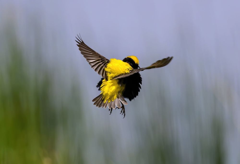 The Flight of the Bumblebee.