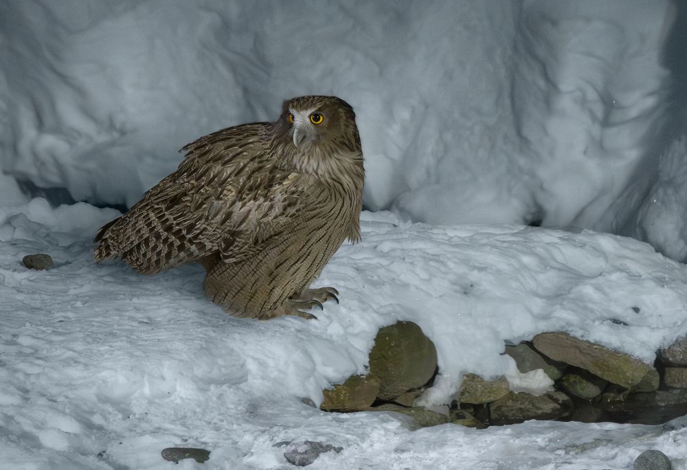 Blakiston's fish owl
