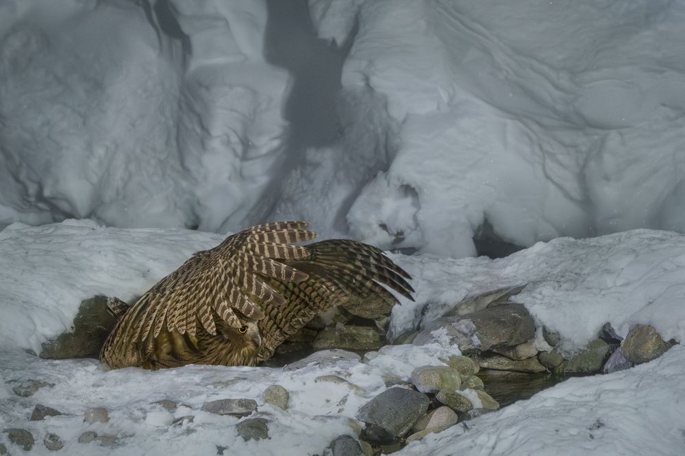 Blakiston's fish owl
