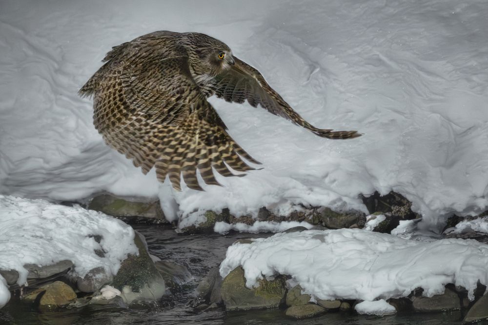 Blakiston's fish owl