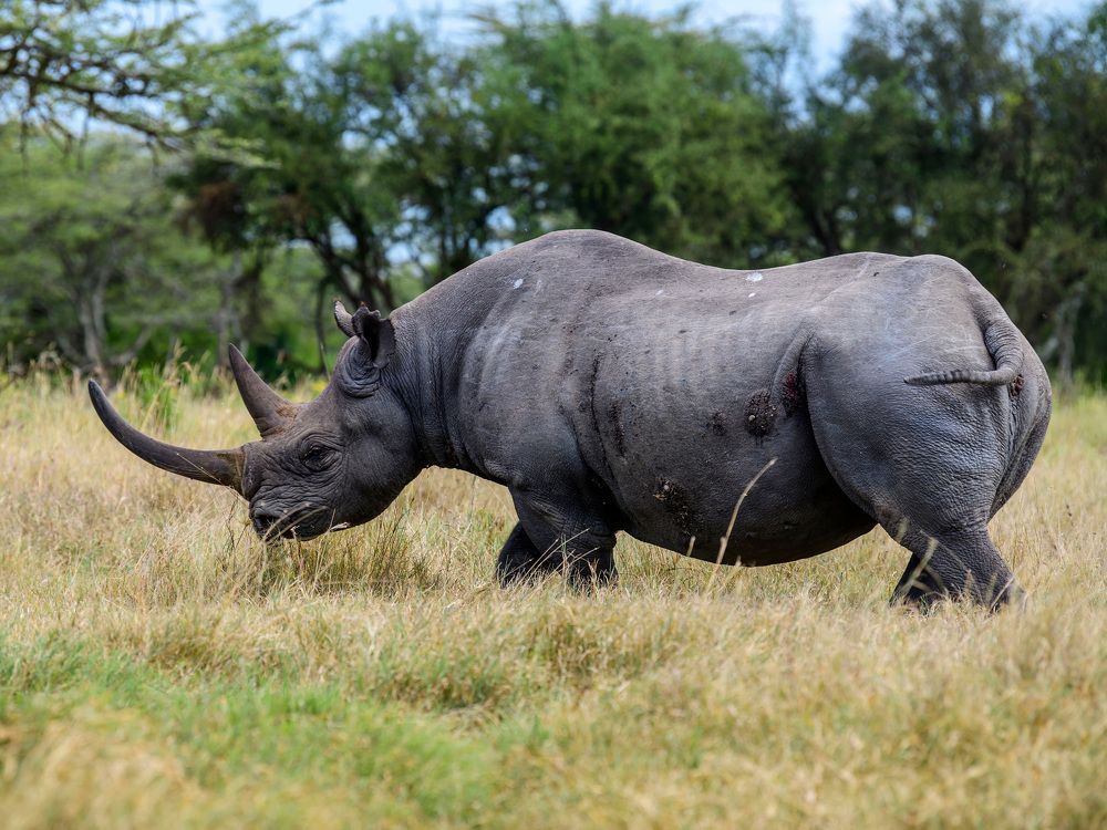 The man and his rhino