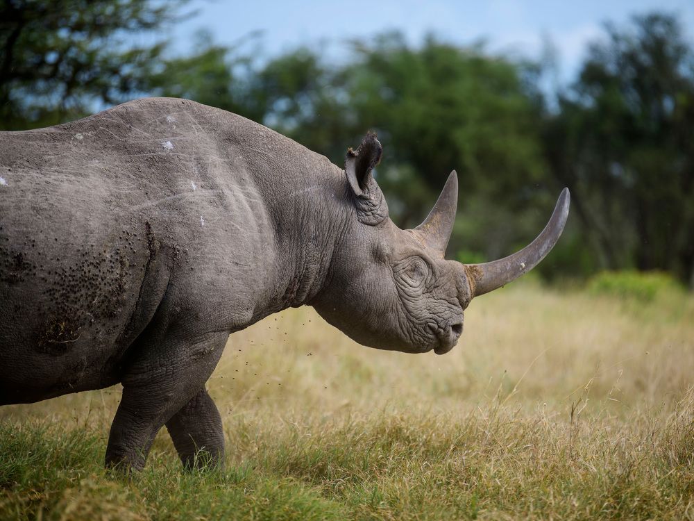 The man and his rhino