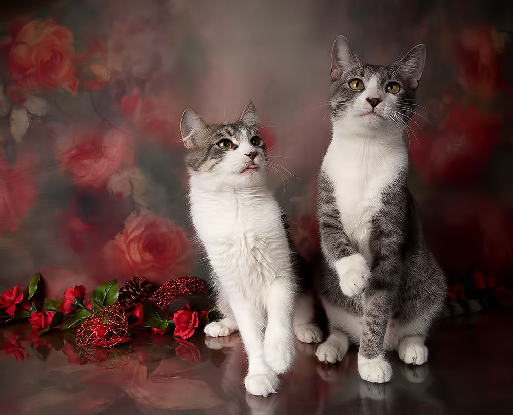 Kittens, Spring Time - Котята в Красоте
