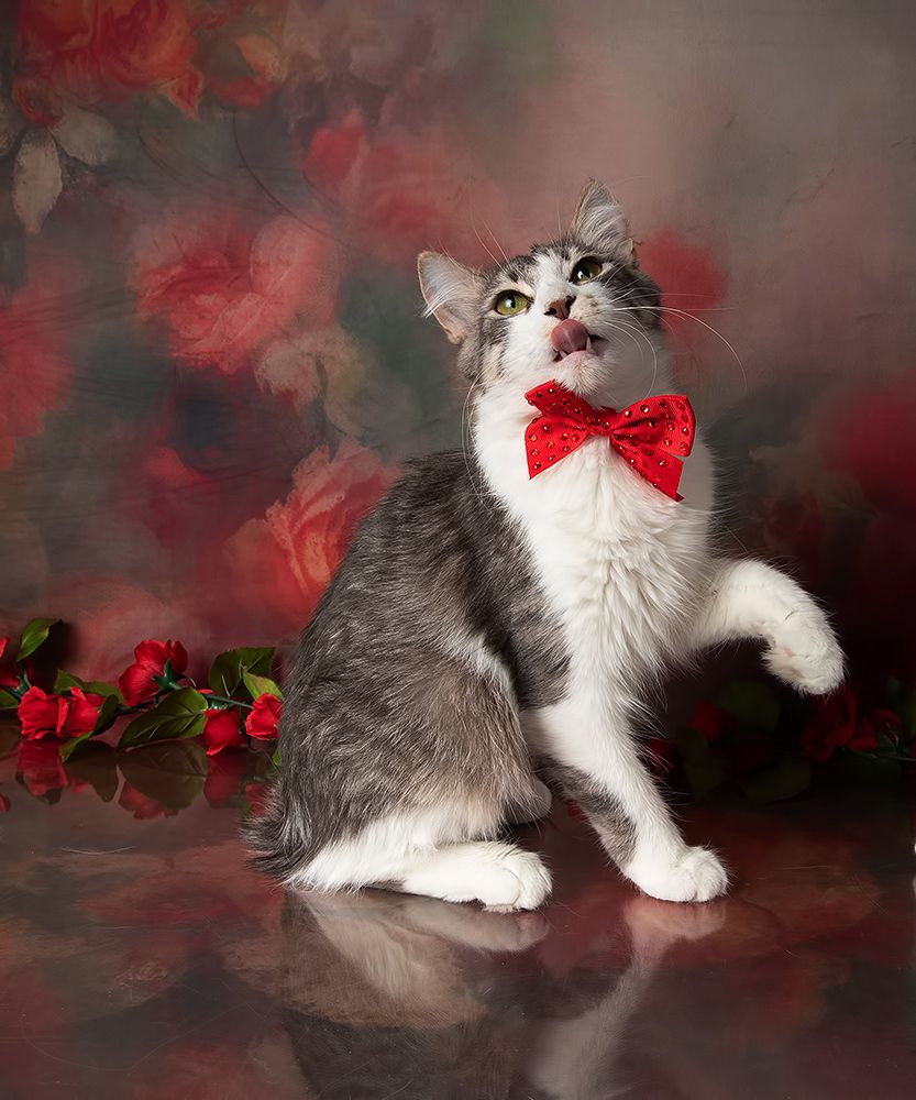 Kittens, Spring Time - Котята в Красоте