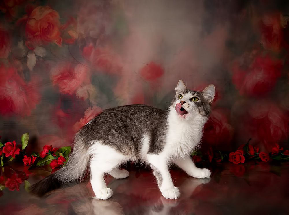 Kittens, Spring Time - Котята в Красоте