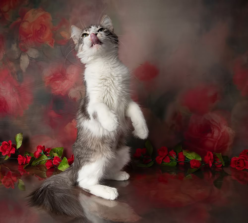 Kittens, Spring Time - Котята в Красоте