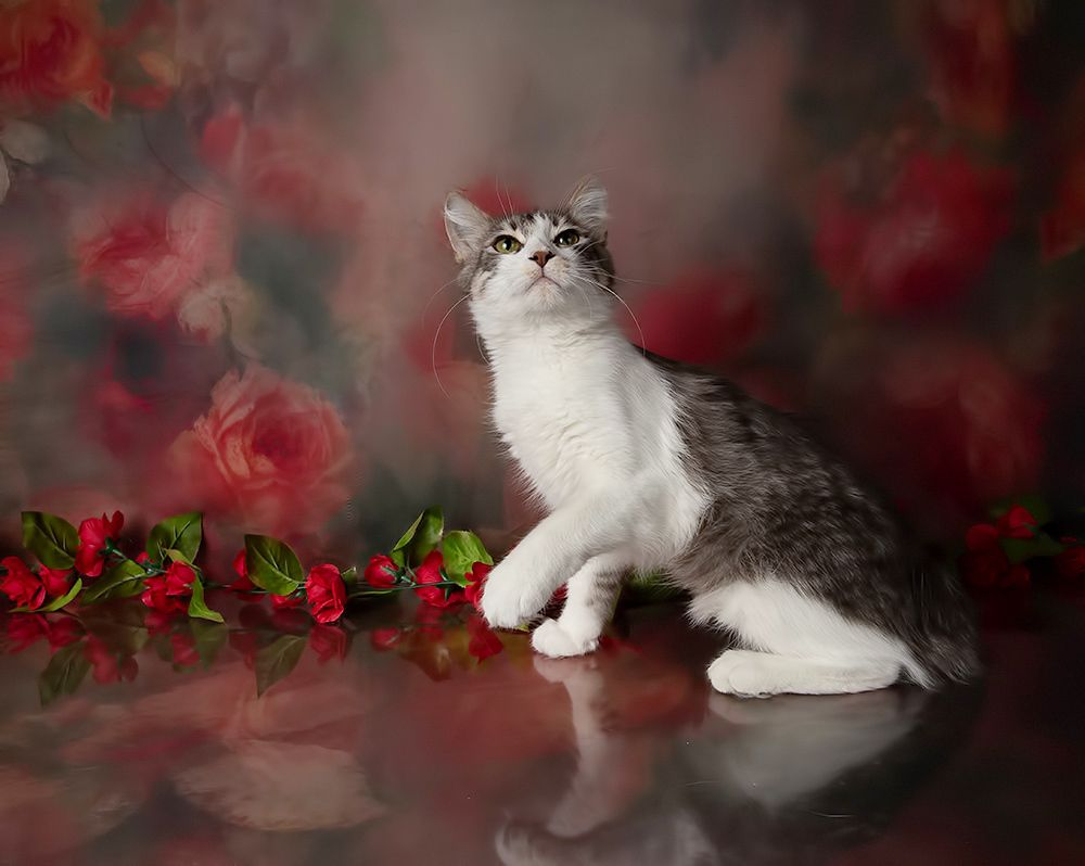 Kittens, Spring Time - Котята в Красоте
