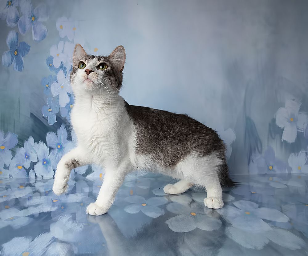 Kittens, Spring Time - Котята в Красоте