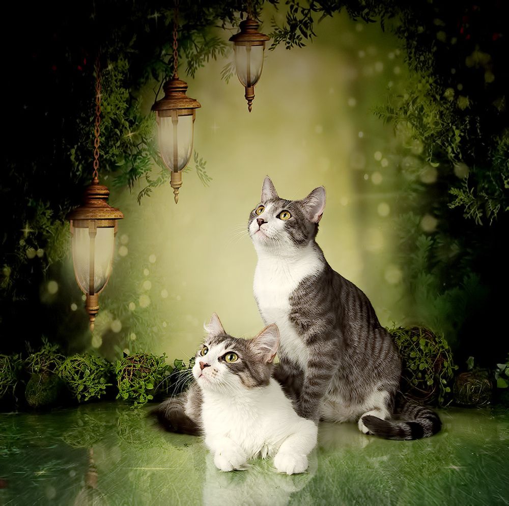 Kittens, Spring Time - Котята в Красоте