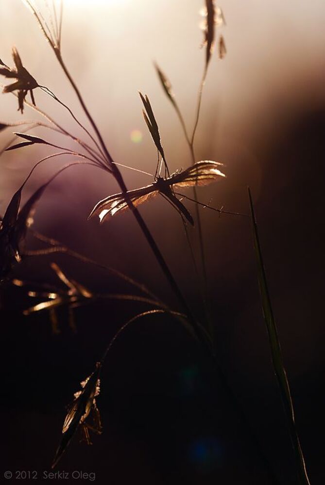 Pterophorus pentadactyla at sunset