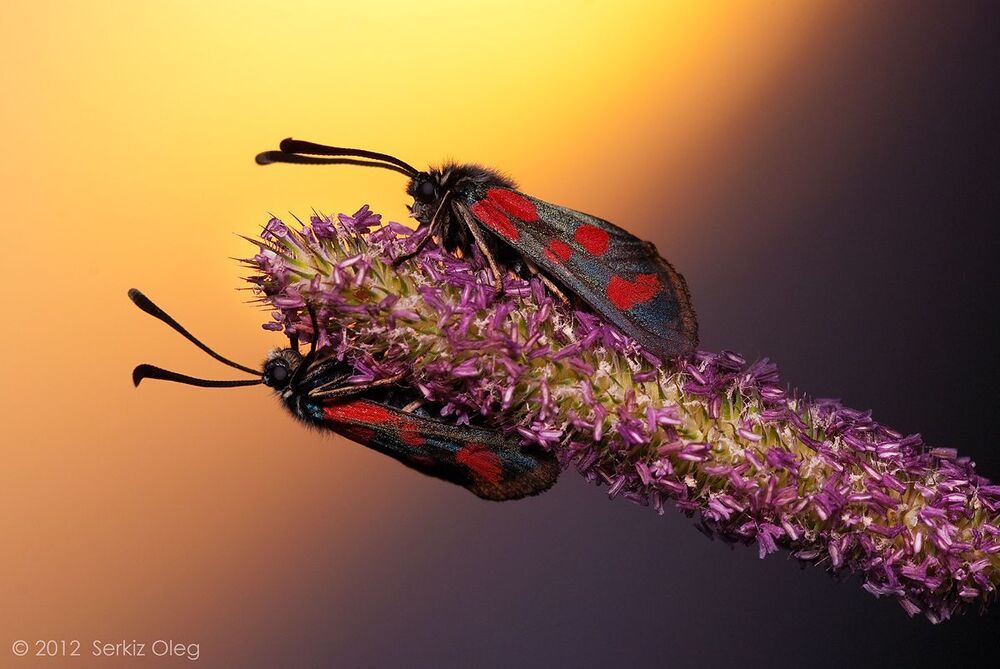Zygaena filipendulae at sunset
