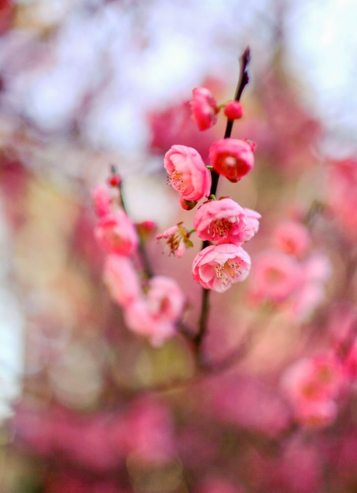 Bloom