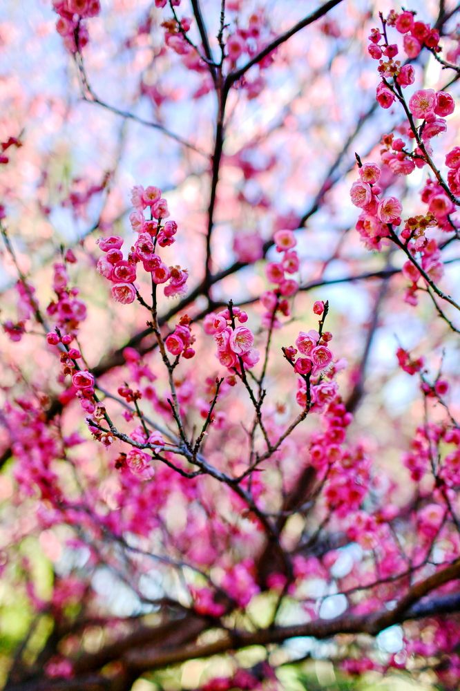 Bloom