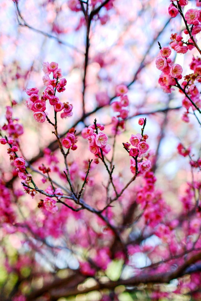 Bloom