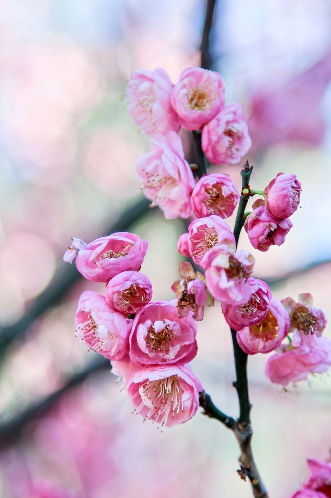 Bloom