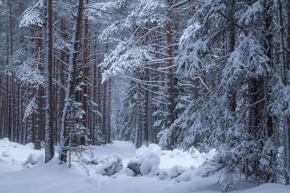 Сумерки в зимнем лесу