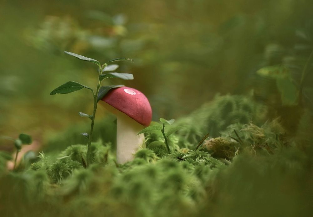 Photo 2621387