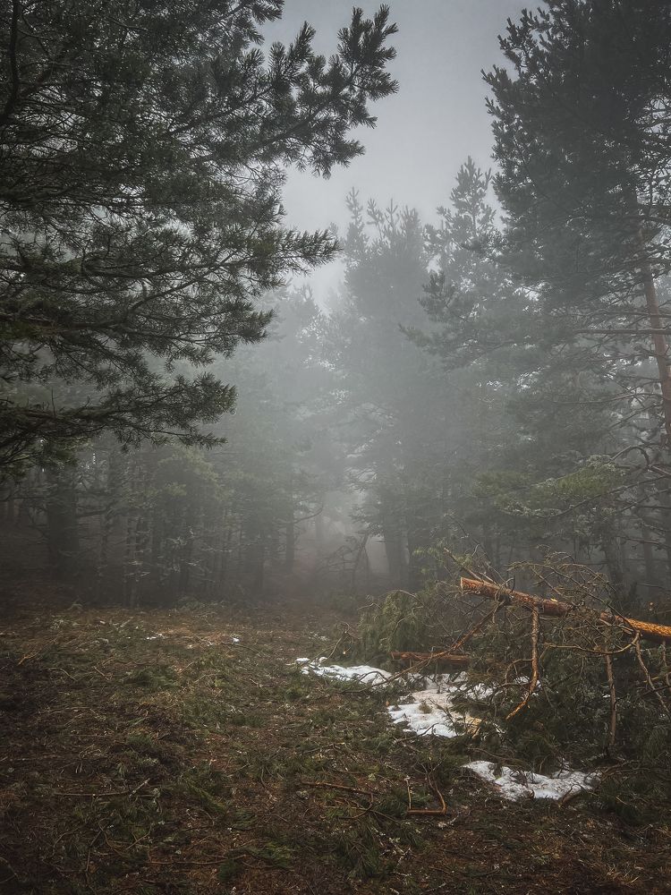 Крымский туманный лес