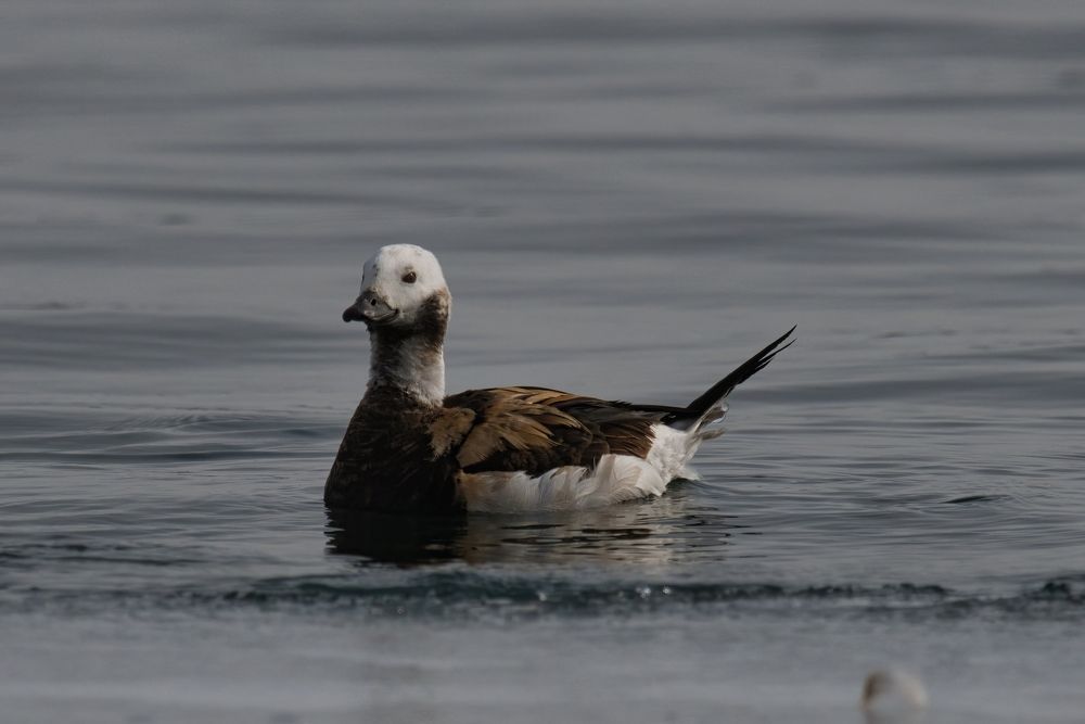 Морянка