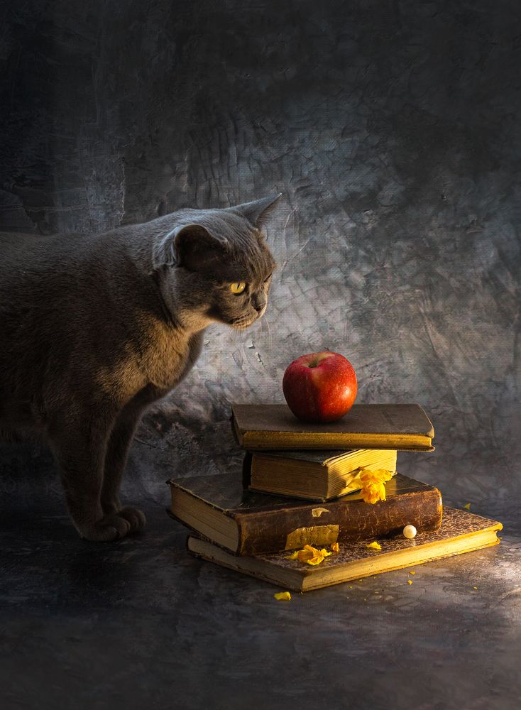 Натюрморт с котом