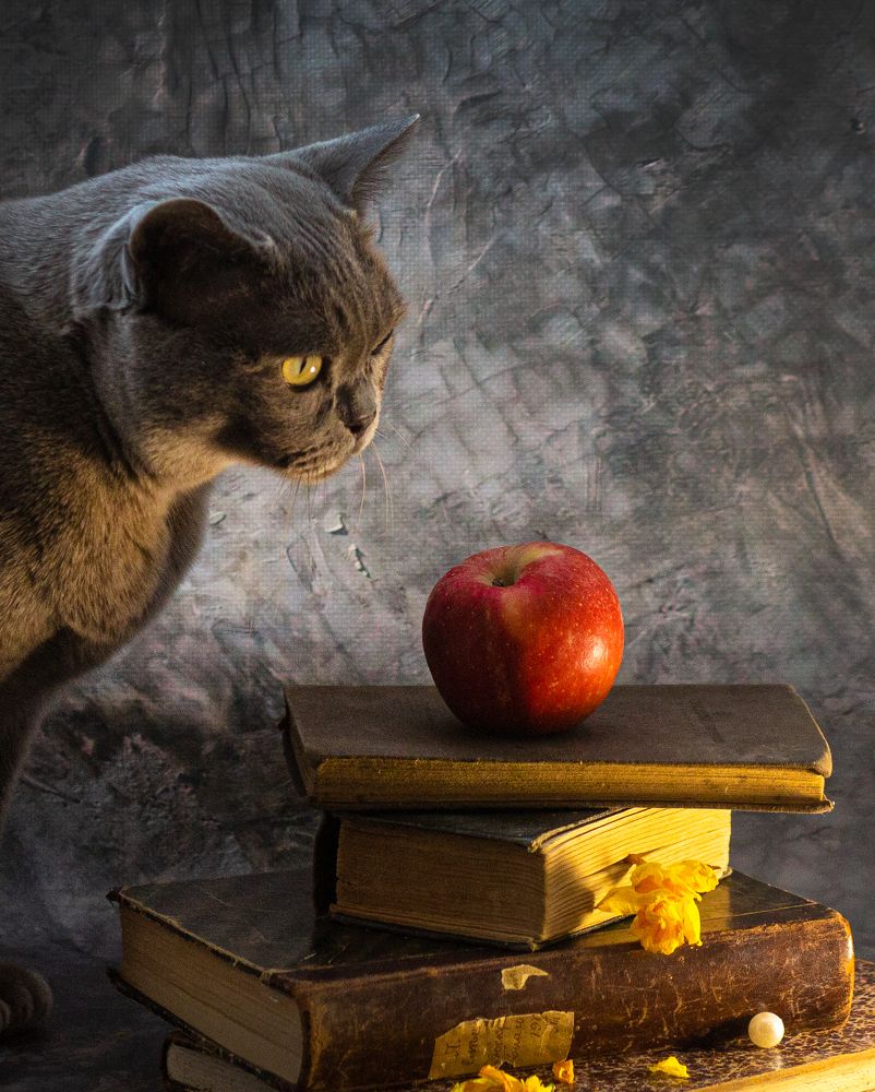 Натюрморт с котом