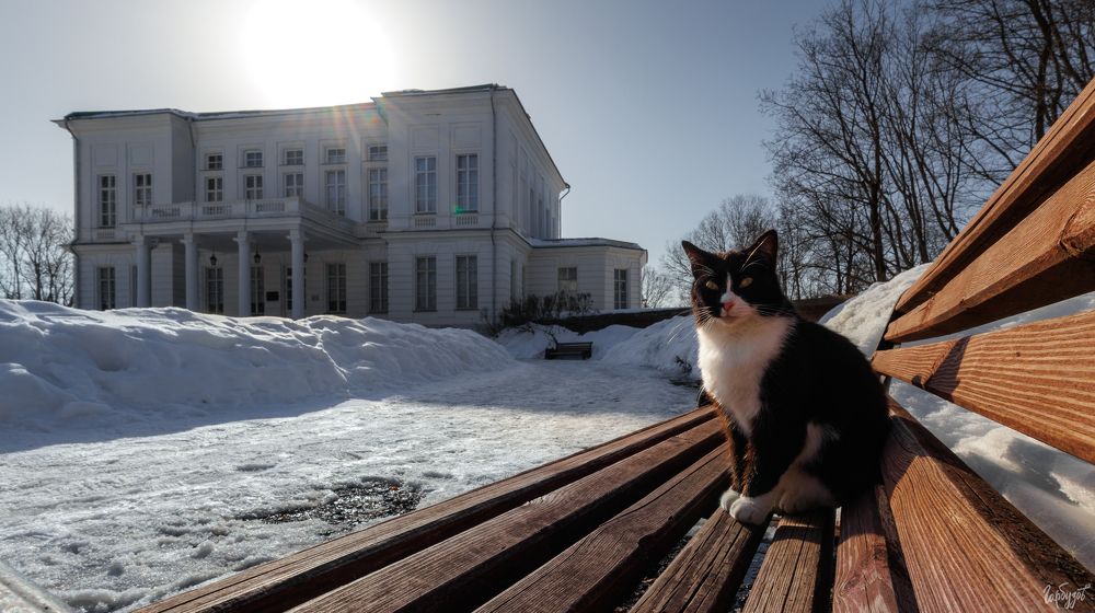 Коты из Богородицкого дворца-музея